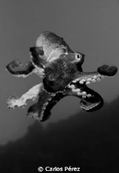 Beware!! Brave Baby Octopus At Crash Boat Beach Puerto Rico by Carlos Pérez 